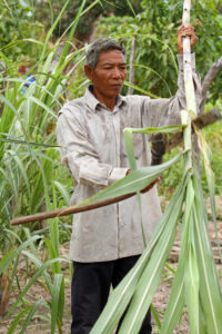 Read more about the article Agricultural investment at the crossroads in Cambodia: Towards inclusion of smallholder farmers?
