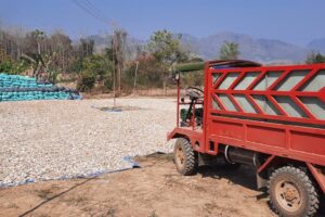 Large scale cassava production