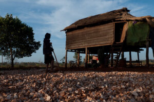 The uncertainty of cassava marjet